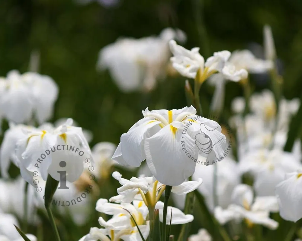 Iris ensata ‘Apollo‘ | Meest verkocht