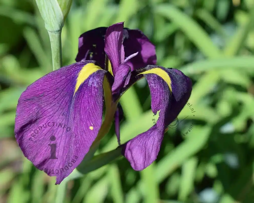 Uitverkoop - Iris ensata ‘Variegata‘