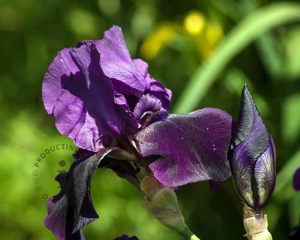 Erg populair - Iris germanica ‘Black Knight‘