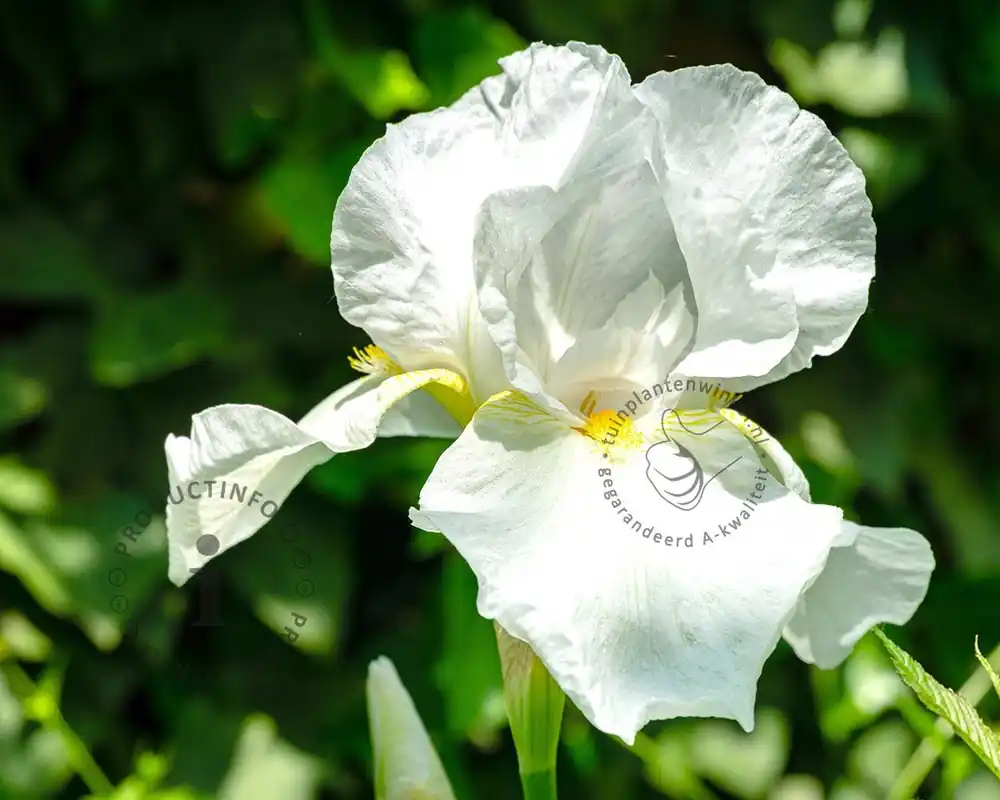 Iris germanica ‘Christmas Angel‘ - Premium