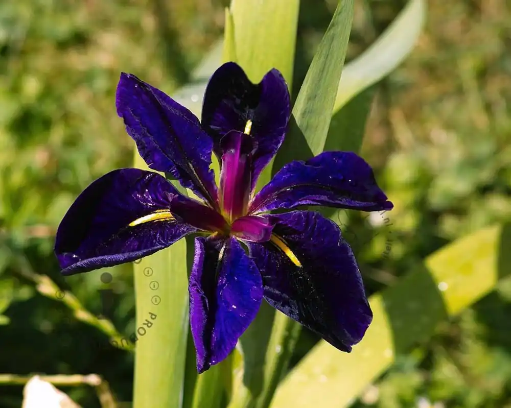 Iris louisiana ‘Black Gamecock‘ - Profiteer nu