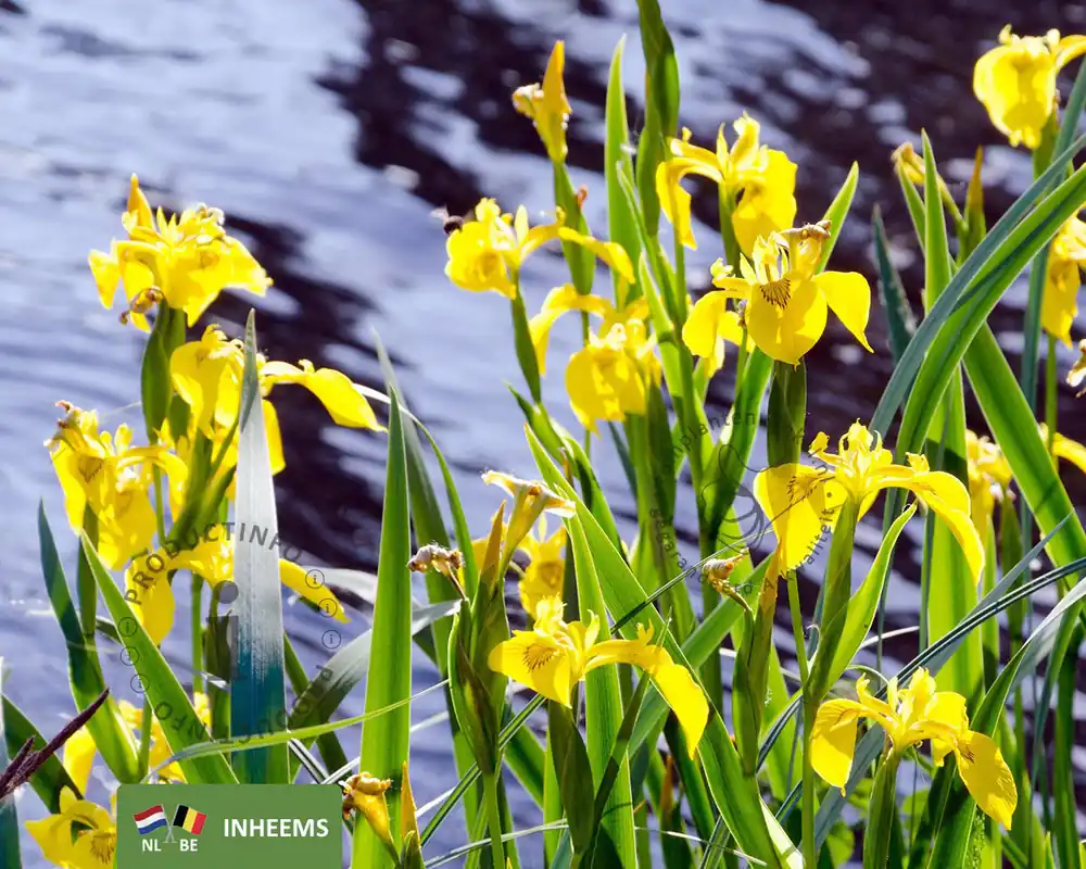 Iris pseudacorus | Speciale aanbieding