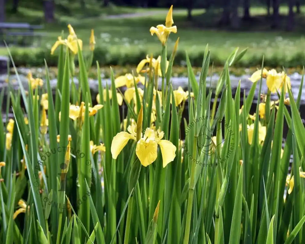 Iris pseudacorus ‘Variegata‘ | Direct leverbaar