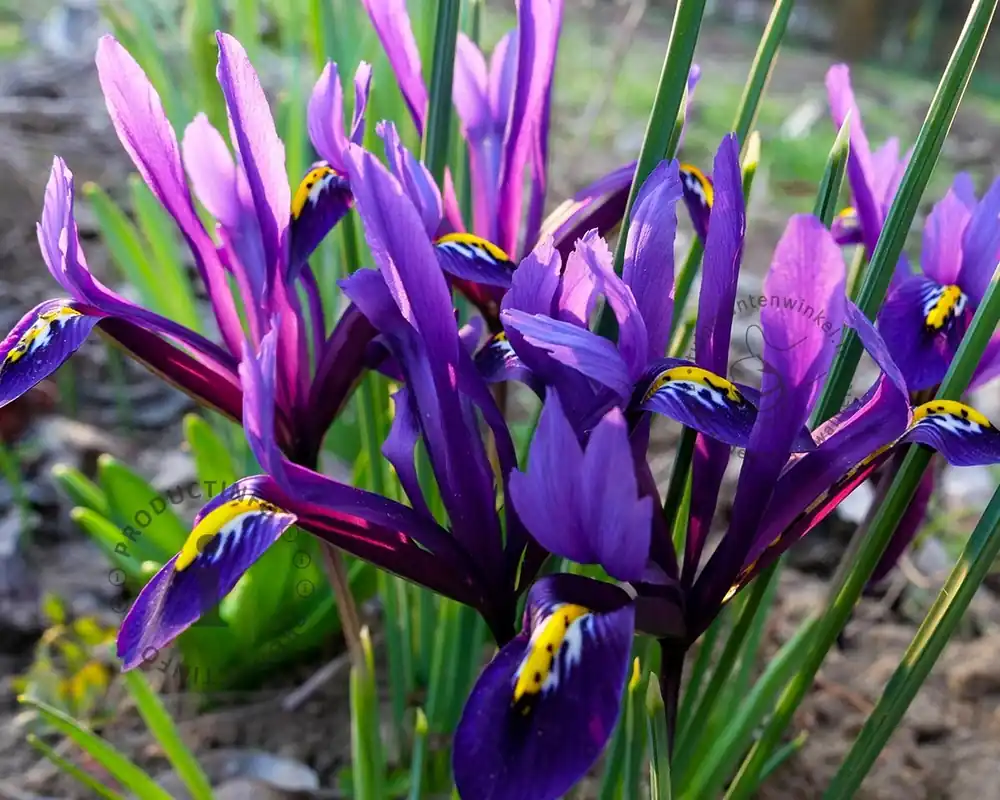Bespaar meer - Iris reticulata Blauw