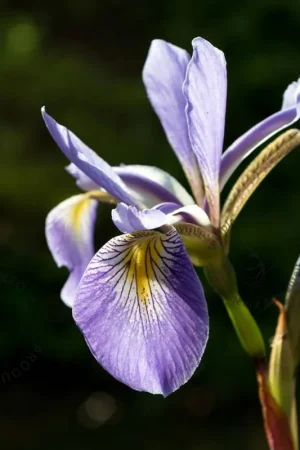 Aanrader - Iris versicolor ‘Gerald Darby‘