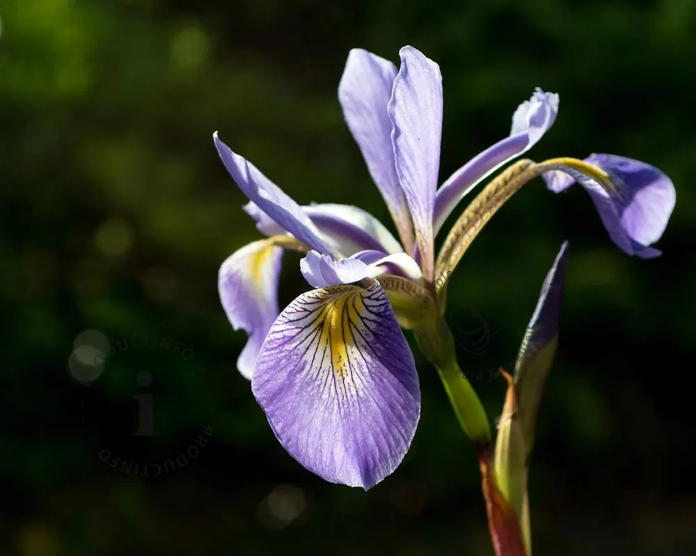 Aanrader - Iris versicolor ‘Gerald Darby‘
