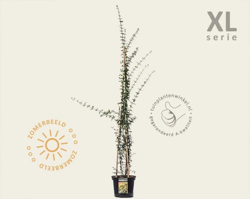 Speciale aanbieding - Jasminum nudiflorum - XL