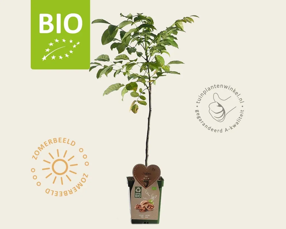 Koop vandaag - Juglans regia - BIO mini