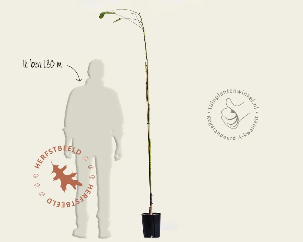 Extra voordeel - Juglans regia ‘Broadview‘