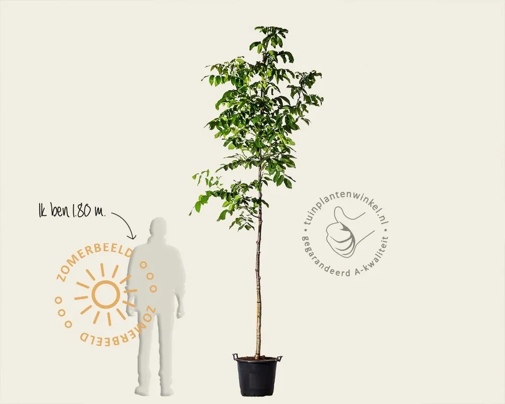 Op voorraad - Juglans regia ‘Broadview‘ - hoogstam