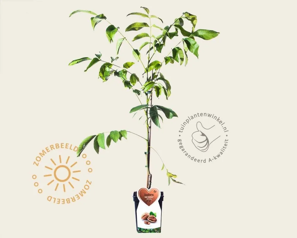 Juglans regia ‘Buccaneer‘ - mini | Bespaar nu