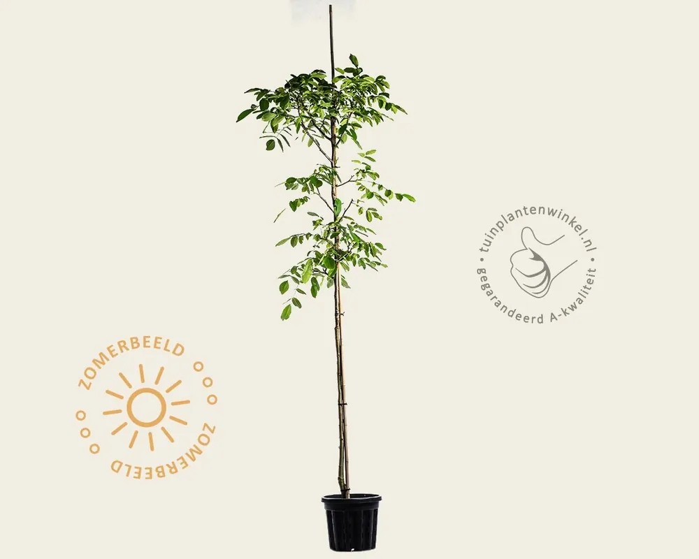 Juglans regia ‘Buccaneer‘ - hoogstam - Actieprijs