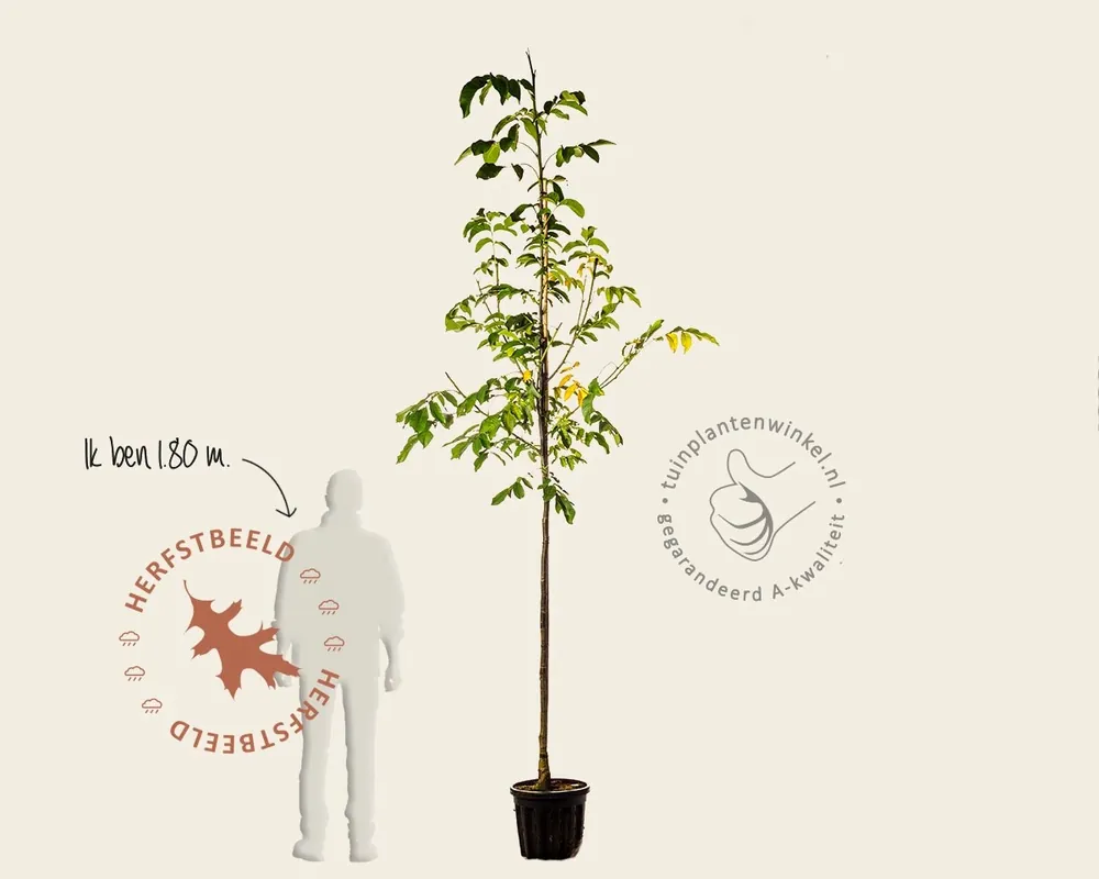 Juglans regia ‘Coenen‘ - hoogstam - Korting