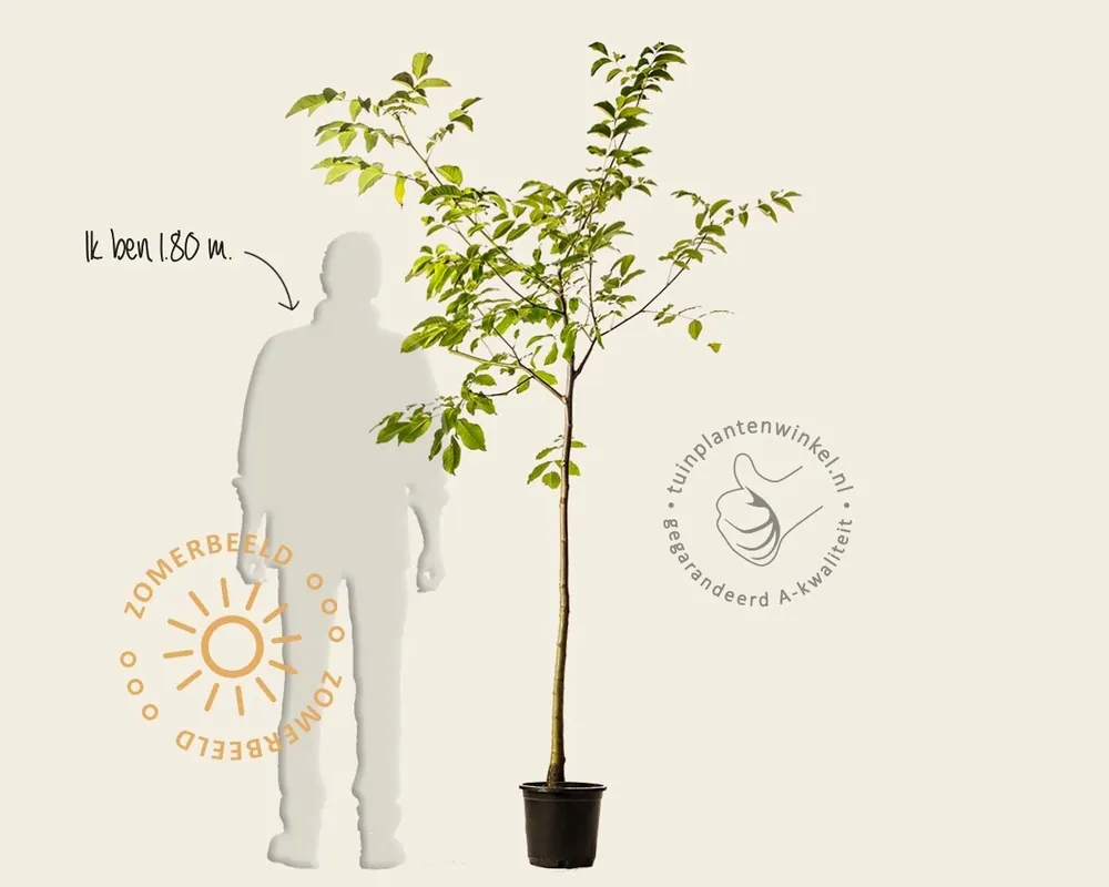 Populair - Juglans regia - halfstam