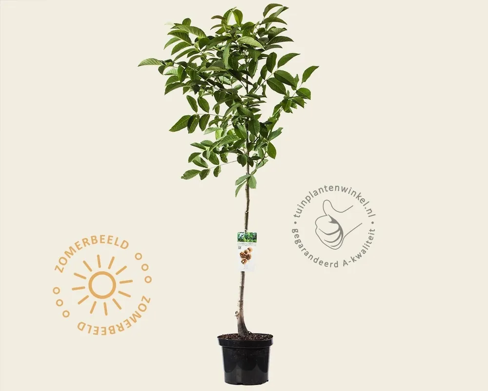 Alleen deze week - Juglans regia - laagstam
