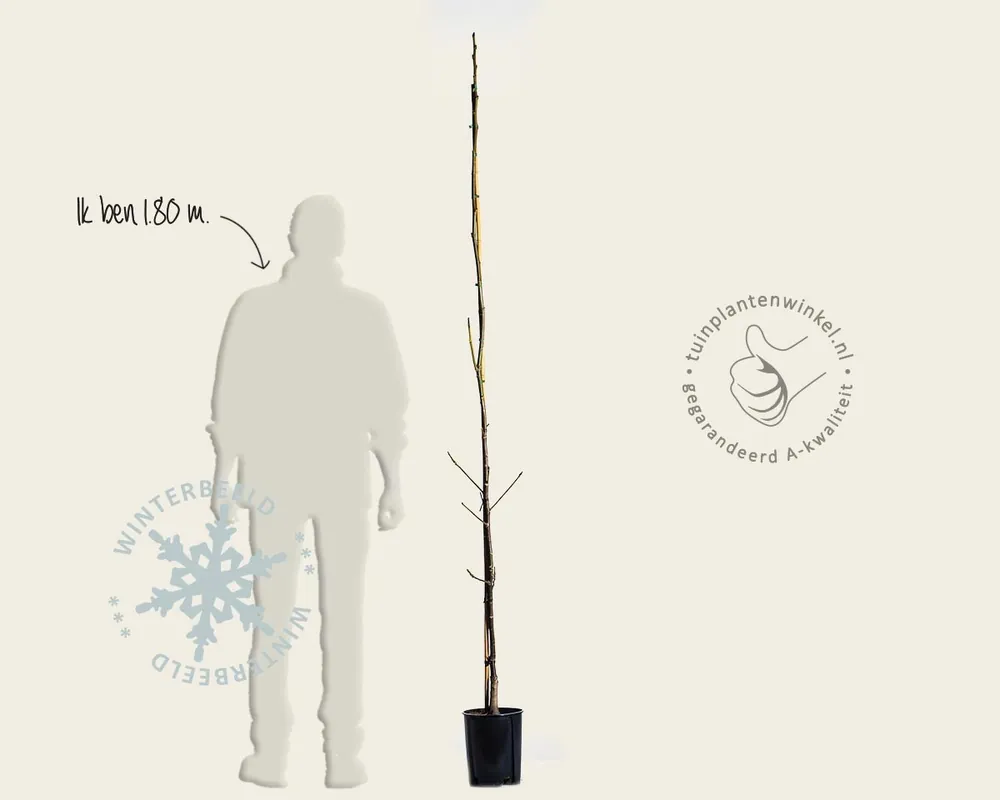 Juglans regia ‘Lara‘ | Nieuw gelanceerd