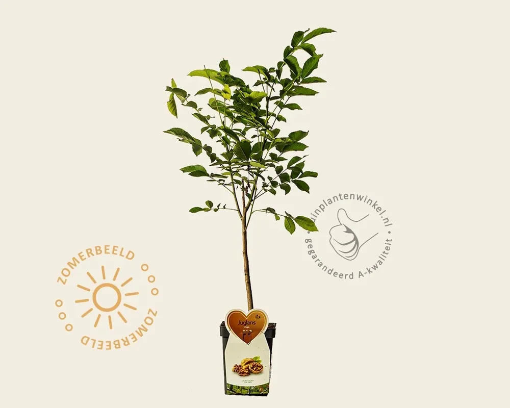 Snelle levering - Juglans regia - mini