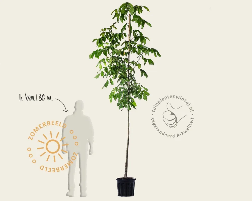 Verlaagde prijs | Juglans regia ‘Plovdivski‘ - hoogstam