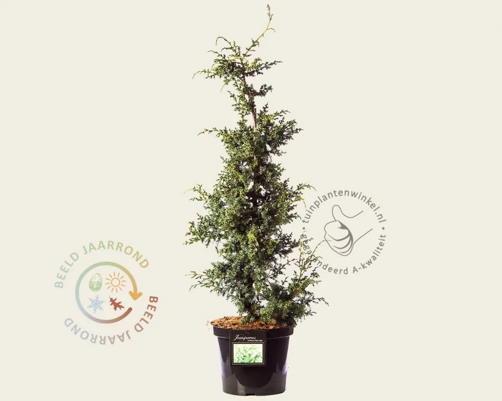 Mis het niet - Juniperus chinensis ‘Blue Alps‘