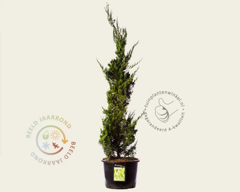 Voeg toe aan winkelwagen - Juniperus chinensis ‘Kaizuka‘