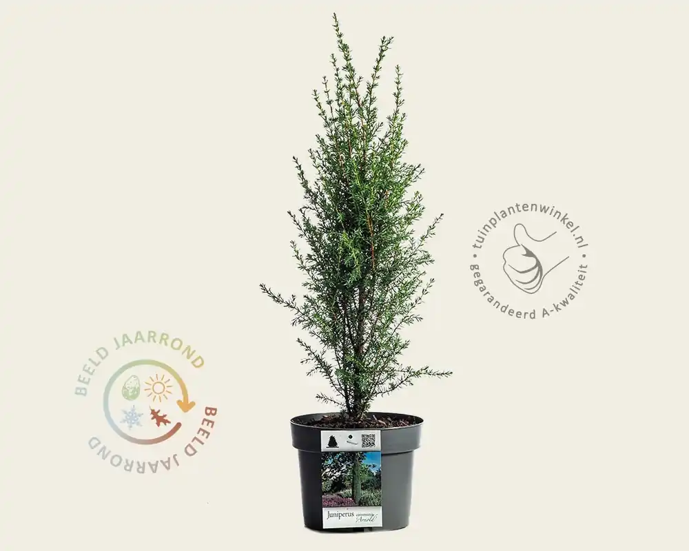 Pak je kans | Juniperus communis ‘Arnold‘