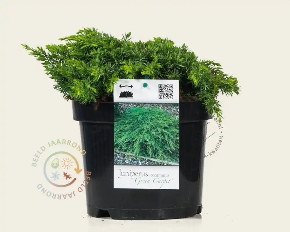 Juniperus communis ‘Green Carpet‘ | Rechtstreeks uit de fabriek