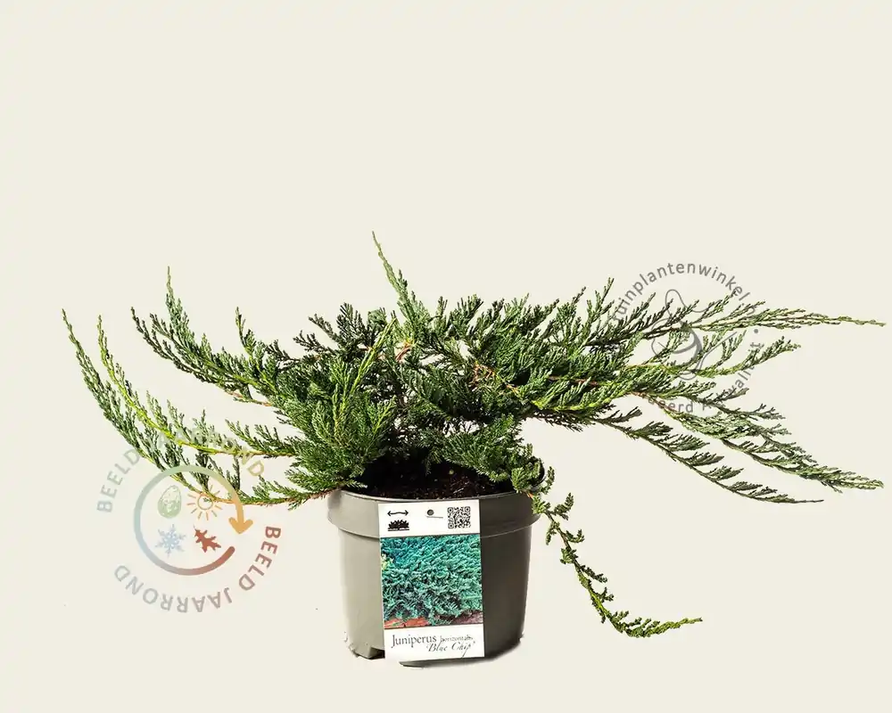 Voorraad bijna op - Juniperus horizontalis ‘Blue Chip‘