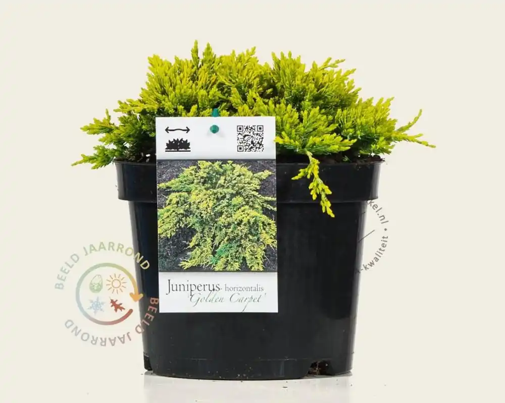 Flitsaanbieding | Juniperus horizontalis ‘Golden Carpet‘