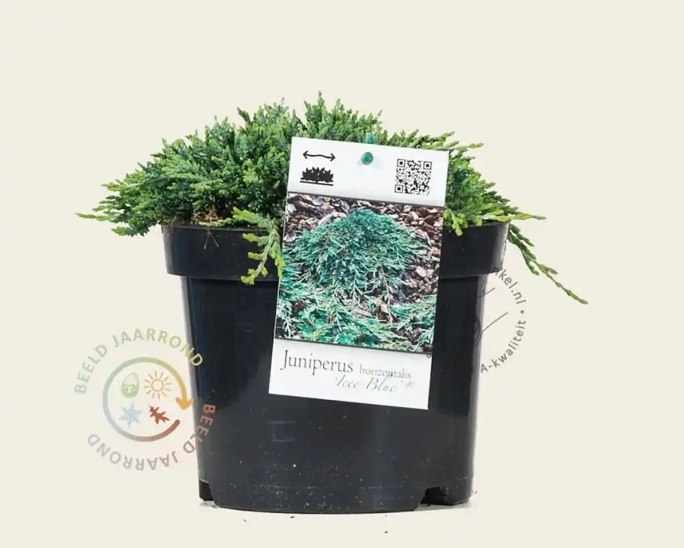 Juniperus horizontalis ‘Icee Blue‘ - Lage prijs