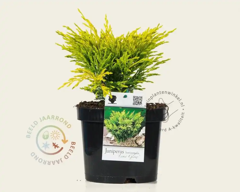 Scherpe prijs - Juniperus horizontalis ‘Lime Glow‘
