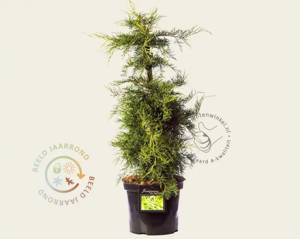 Juniperus media ‘Pfitzeriana Aurea‘ - Meest verkocht