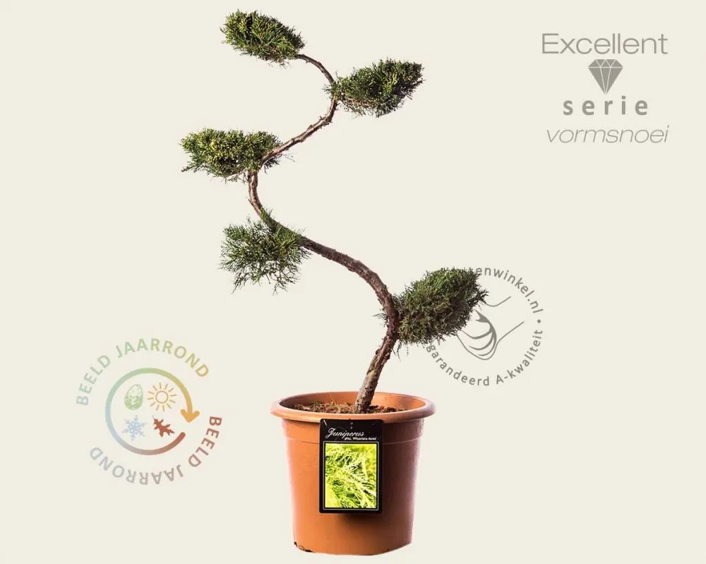 Juniperus media ‘Pfitzeriana Aurea‘ - bonsai - Excellent | Populair bij klanten