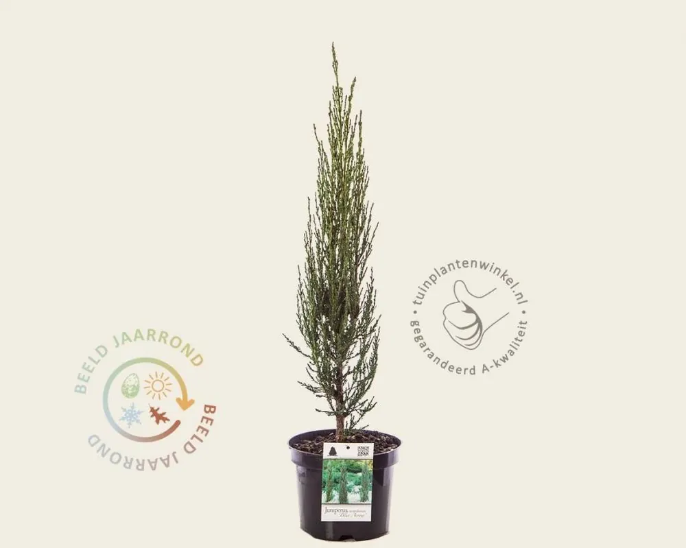 Juniperus scopulorum ‘Blue Arrow‘ 40/50 - Alleen deze week
