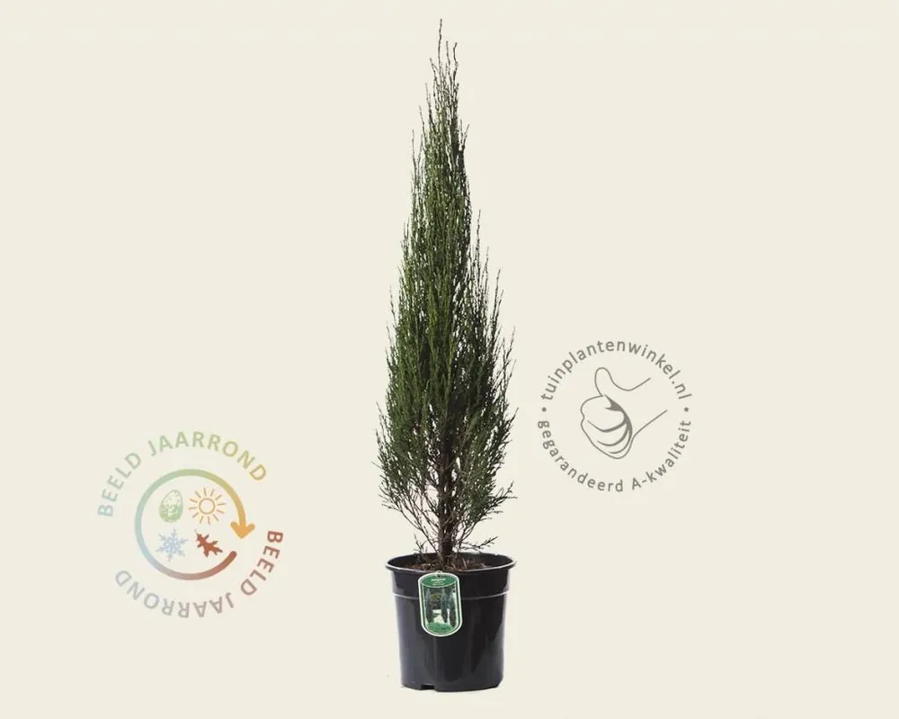 Juniperus scopulorum ‘Blue Arrow‘ 80/90 - Bespaar meer