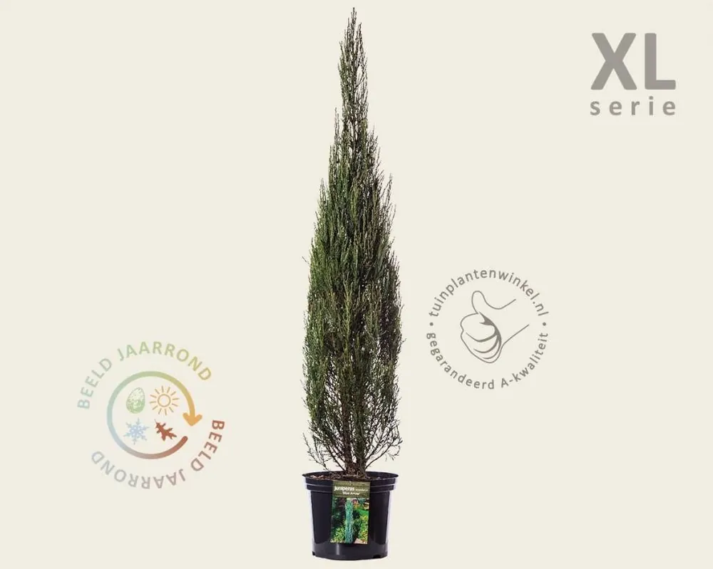 Juniperus scopulorum ‘Blue Arrow‘ 100/125 - in pot - XL | Dagdeal
