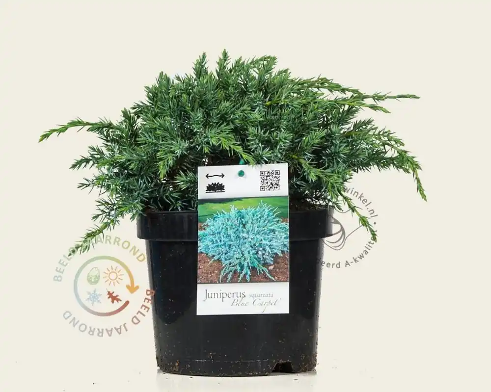 Juniperus squamata ‘Blue Carpet‘ - Voordeelprijs