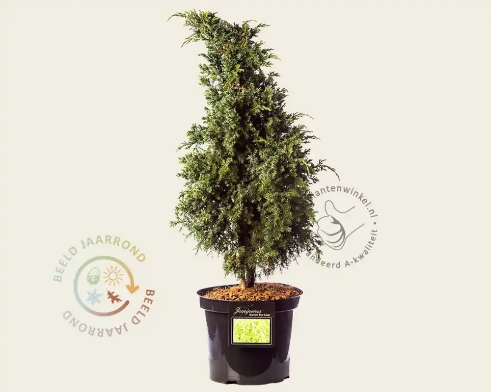 Juniperus squamata ‘Blue Swede‘ | Beste prijs