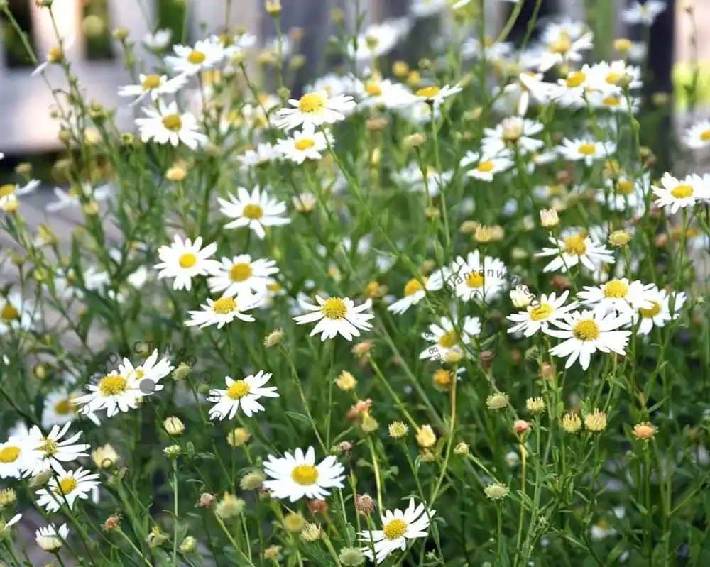Topprijs | Kalimeris incisa ‘Alba‘
