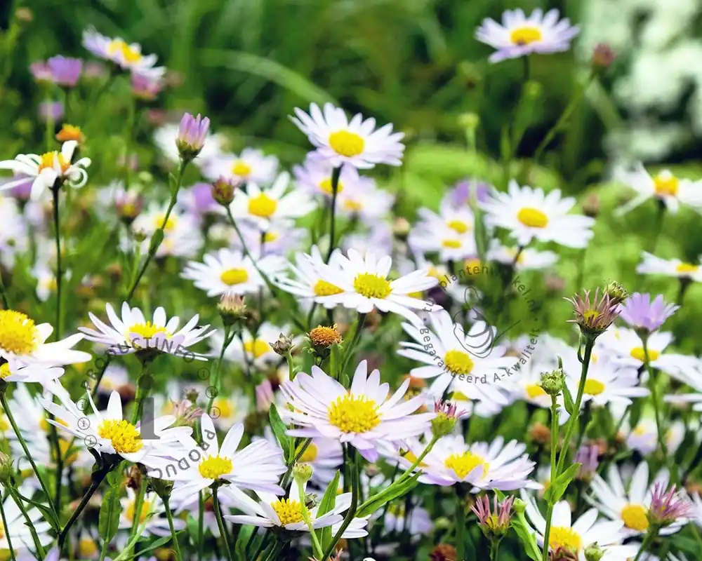 Kalimeris incisa ‘Blue Star‘ - Tijdelijke aanbieding