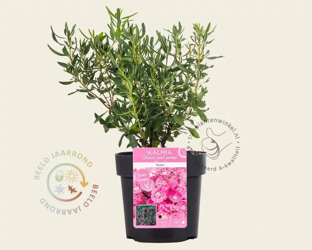 Hoge kwaliteit - Kalmia angustifolia ‘Rubra‘
