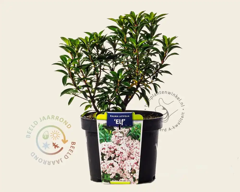 Kalmia latifolia ‘Elf‘ - Sale