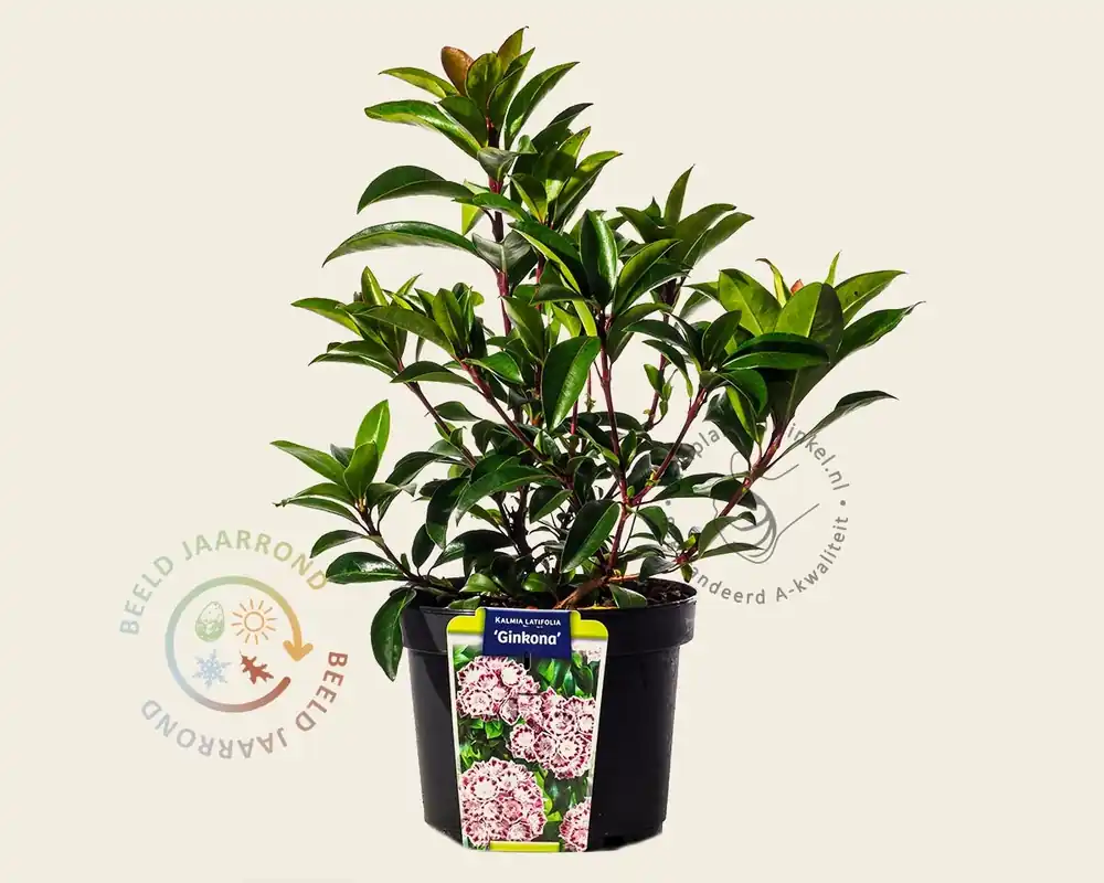 Fabrieksprijs - Kalmia latifolia ‘Ginkona‘
