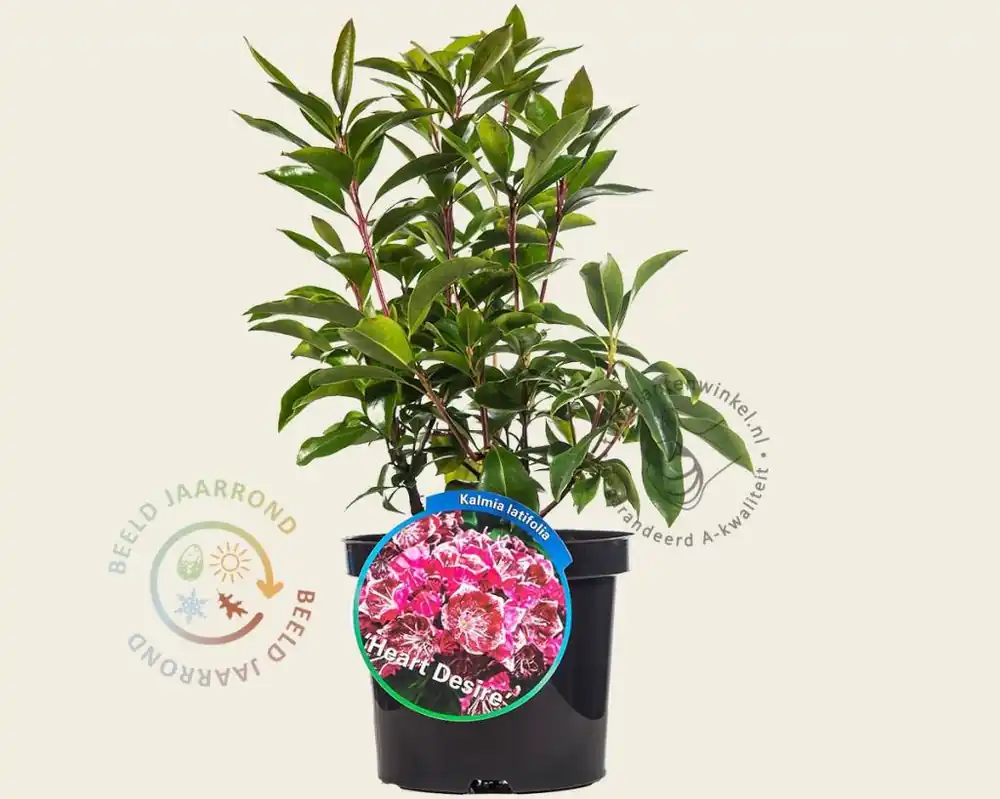 Nu kopen - Kalmia latifolia ‘Heart‘s Desire‘