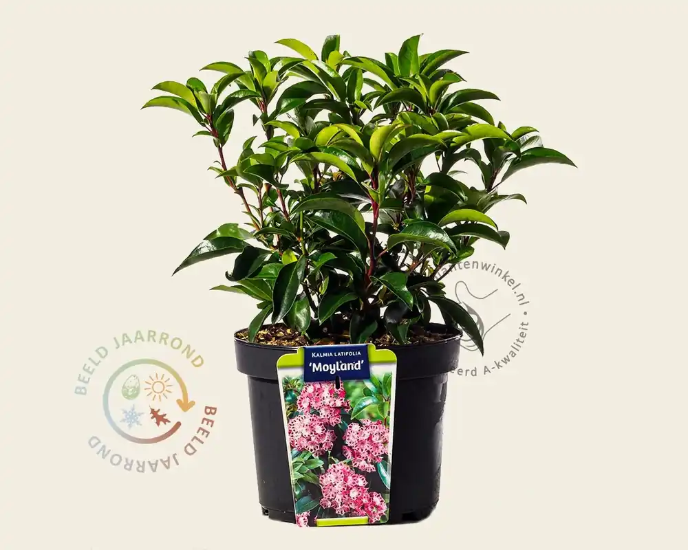 Kalmia latifolia ‘Mayland‘ - Beperkte voorraad