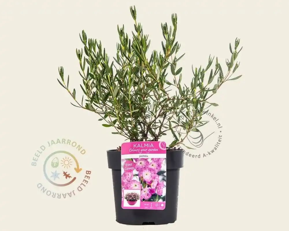 Online bestellen - Kalmia polifolia