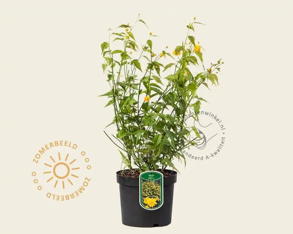 Kerria japonica ‘Pleniflora‘ | Extra voordeel
