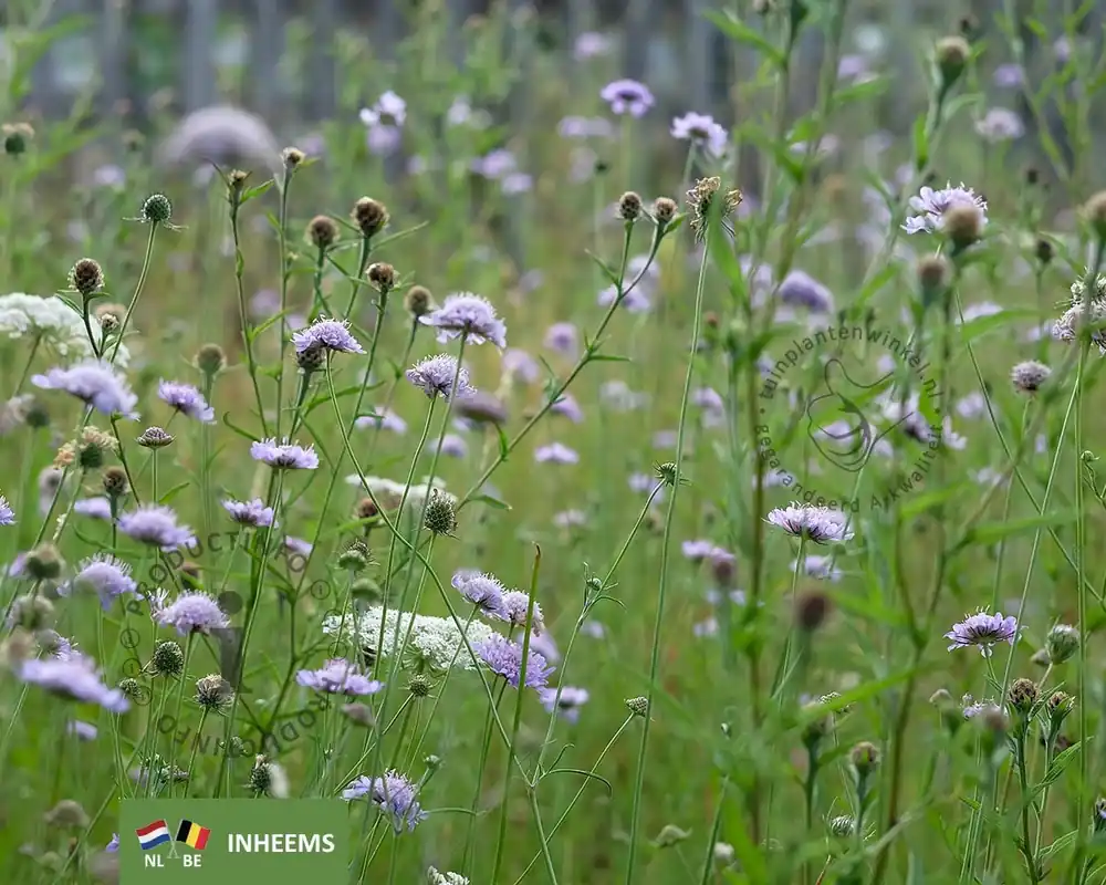 Knautia arvensis - Extra korting