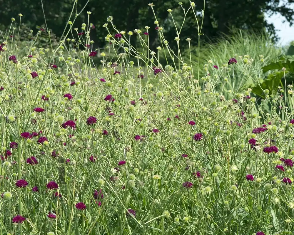 Alleen deze week - Knautia macedonica