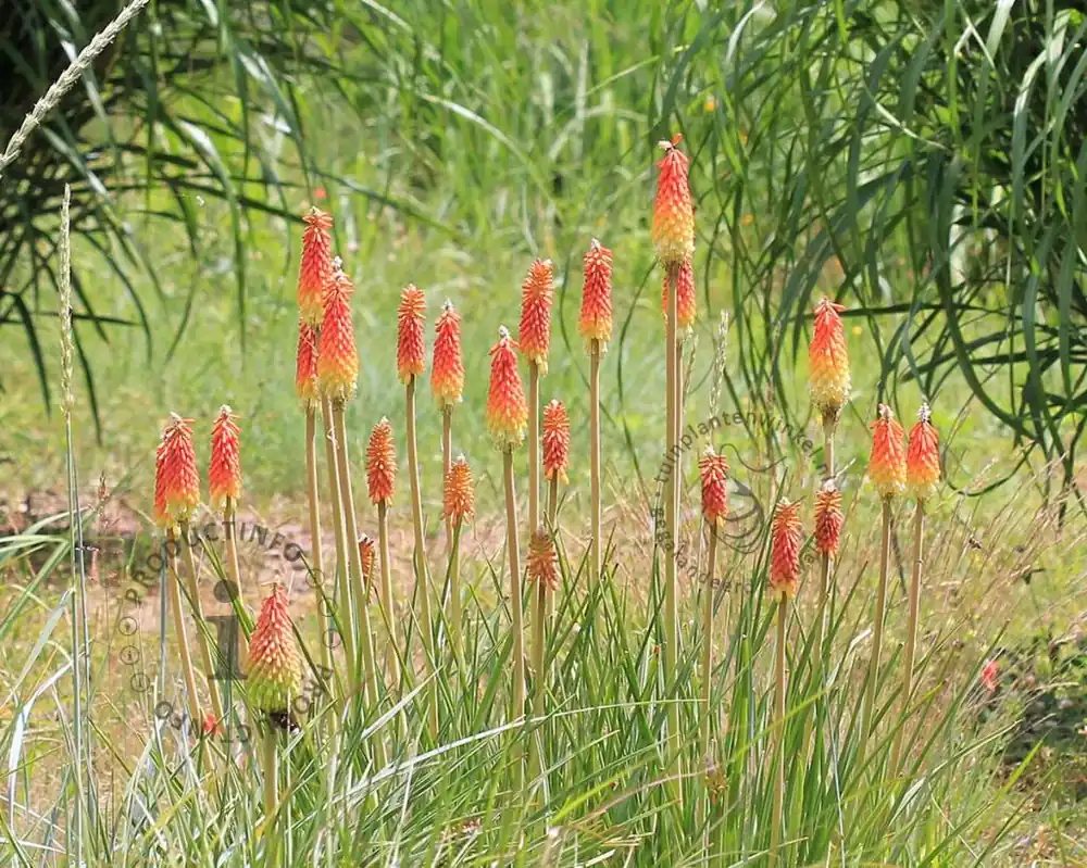 Nieuw binnengekomen - Kniphofia ‘Alcazar‘