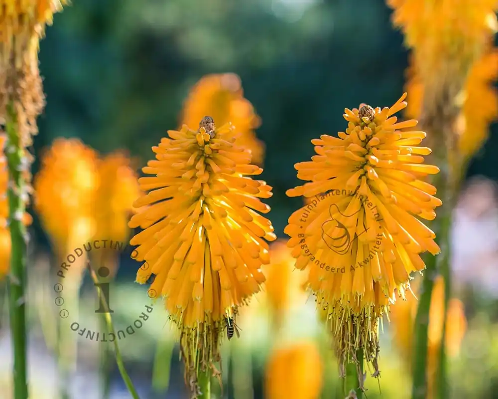 Wees er snel bij - Kniphofia ‘Mango Popsicle‘